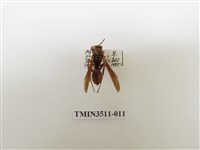 藏品(日本長腳蜂)的圖片